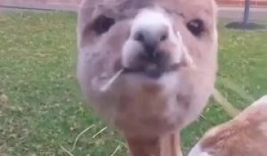 Cette Toute Petite Tortue Est L Animal Le Plus Mignon Du Monde Sur Orange Videos