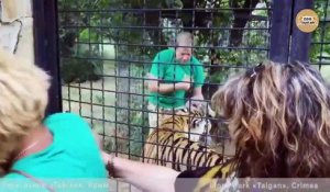Ce soigneur vient présenter ses bébés à une maman tigre...