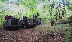 La Bulgarie relâche trois oursons dans la nature