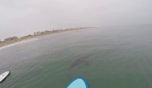 Ce surfeur croise la route d'un grand requin blanc