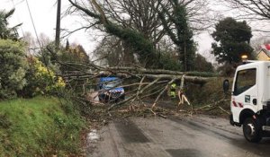 La rue Blaise-Pascal barrée après la chute de trois arbres