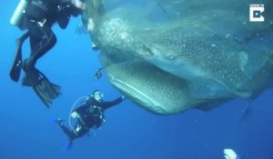 Ces plongeurs sauvent 2 requins baleines piégés dans un filet de pêche