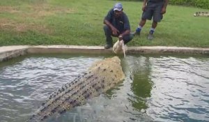 Il s'amuse à embrasser un énorme crocodile... Risqué