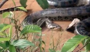 Des brésiliens dénichent un énorme anaconda dans un petit cours d'eau