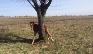 Ce russe trouve un poulain coincé dans un arbre