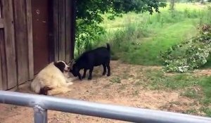 Cette chèvre vient embêter un chien qui n'en a rien à faire