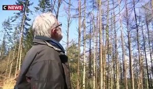 Un champignon ravage des arbres en Bretagne