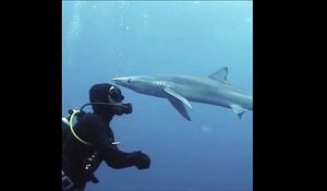 Quand un requin vient faire un bisou à un plongeur...