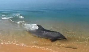Un dauphin chasse le long des plages !