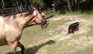 Ce chien emmène un cheval en balade par la laisse !