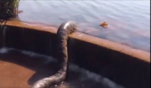 Ils trouvent un énorme anaconda qui prend un bain de boue dans un petit bassin