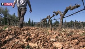 Pour faire face aux sécheresses, les viticulteurs s’organisent