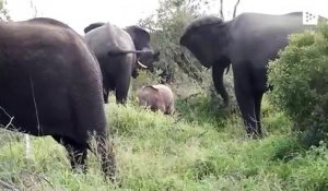 Un bébé éléphant rose a été vu au Parc National Kruger en Afrique