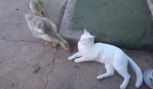 Amitié incroyable entre un chat et un canard