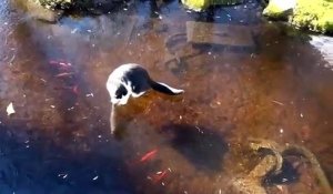 Un chat tente de chasser des poissons sous la glace