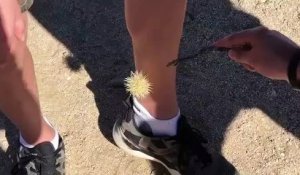 Un cactus qui est bien décidé à rester planté dans les jambes