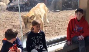 Un enfant se fait surprendre par une lionne