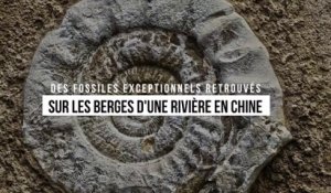 Des fossiles exceptionnels retrouvés sur les berges d'une rivière en Chine