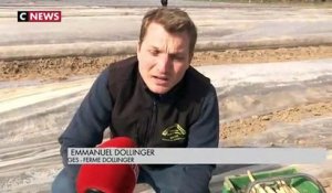Alsace : la récolte des asperges en avance cette année