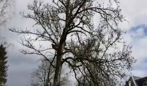 Abattage d'arbres dans le parc thermal de Contrexéville ce mardi 26 mars