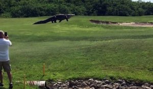 Un alligator géant est venu perturber une partie sur le golf de de Savannah Harbor