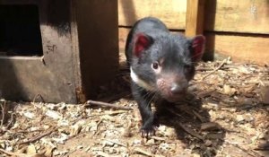 Ce refuge protège les diables de Tasmanie en voie d’extinction