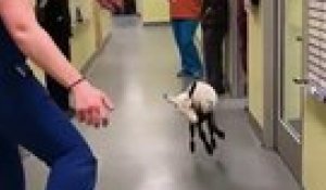 Un agneau danse dans un couloir