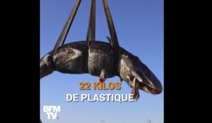 Filets de pêche, bidon de lessive… 22 kg de plastique ont été retrouvés dans ce cachalot échoué en Italie