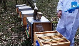 les ruches France Bleu Touraine volet 3