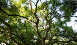 Les arbres remarquables de France