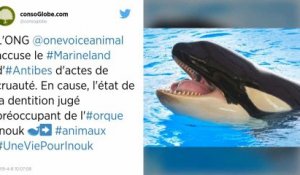Alpes-Maritimes. L’orque Inouk est en grande souffrance selon One Voice, le parc Marineland se défend