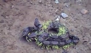 Ce serpent a fait l'erreur de s'en prendre à un porc-épic