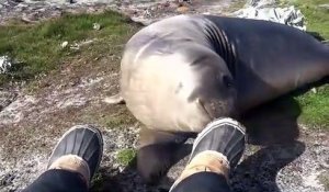 Ce pauvre éléphant de mer fait le beau et se prend une belle gamelle