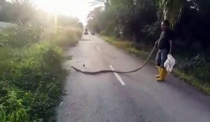 Il capture un énorme cobra royal qui bloque la route