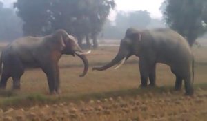 Impressionnant combat d'éléphants... Quelle puissance!!!