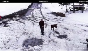 Un chien sauve un chiot sur le point de se faire écraser par une voiture