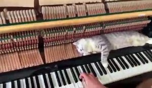 Un chat allongé sur le mécanisme d'un piano