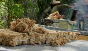 À Cuba, ces abeilles butinent dans un environnement sans pesticides