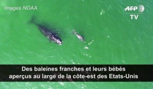Des baleines franches et leurs bébés aperçus au large des Etats-Unis