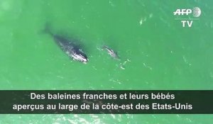 Des baleines franches et leurs bébés aperçus au large des Etats-Unis