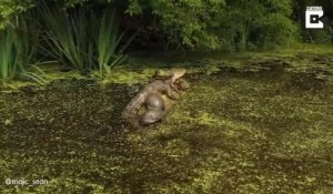 Des tortues et un alligator se tiennent ensemble sur une branche