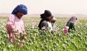 Afghanistan : après la sécheresse, le pavot fleurit à nouveau