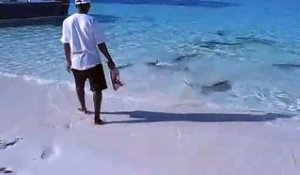 Il vient nourrir des petits requins en bord de plage