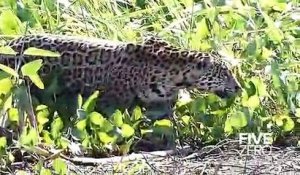 Un Jaguar chasse un Crocodile... Moment impressionnant