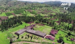 RDC: au Kivu, une usine de thé sur la ligne de front