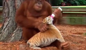 Cet Orang-outan a adopté un bébé tigre et le nourrit au biberon