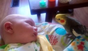 Adorable : ce perroquet fait des bisous à un bébé
