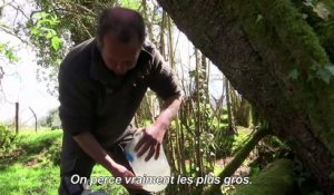 La sève de bouleau, une filière d'avenir pour les arboriculteurs