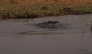 Ces touristes voient un énorme crocodile foncer sur eux