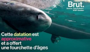 Un requin peut-il vraiment atteindre l'âge de 500 ans ?